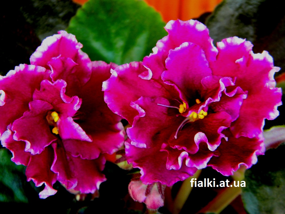 Фиалка ек перуанская лилия фото